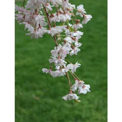 Prunus subhirtella 'Pendula'