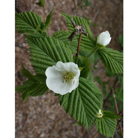 Rhodotypos scandens