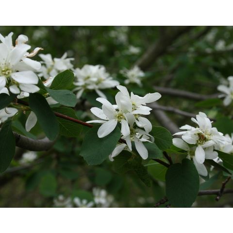 Amelanchier alnifolia var. pumila