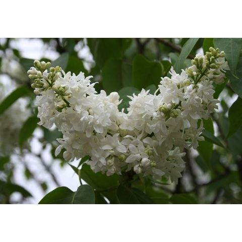 Syringa hyacynthifolia 'Gertrude Leslie'