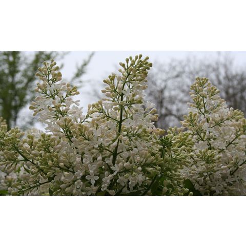 Syringa vulgaris 'Frederick Law Olmsted'