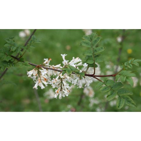 Syringa pinnatifolia