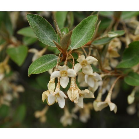 Elaeagnus multiflora