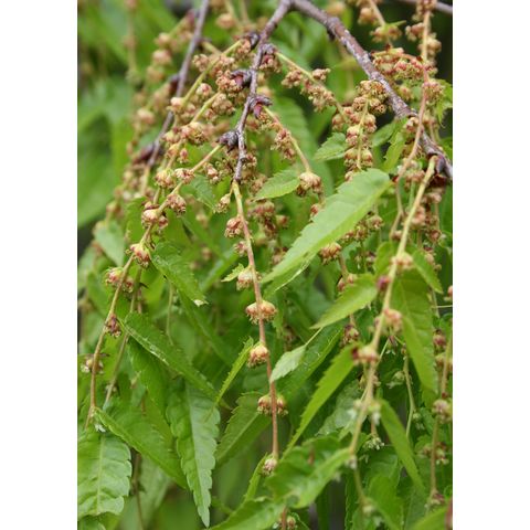 Zelkova serrata 'Green Veil'