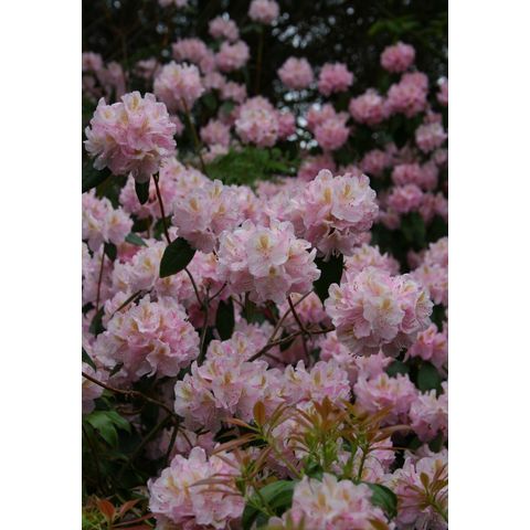 Rhododendron sp.