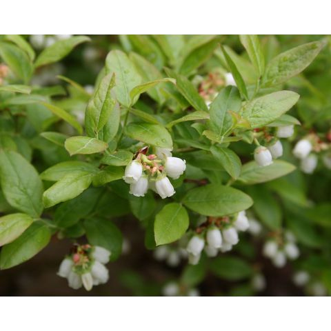 Vaccinium angustifolium