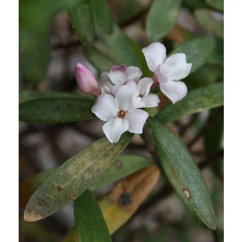 Daphne x transatlantica 'Blafra'