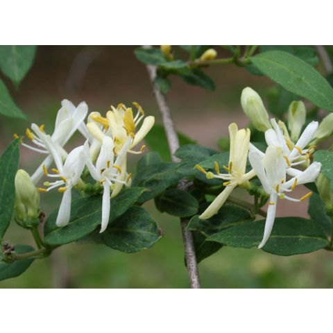 Lonicera tatarica var. pallida