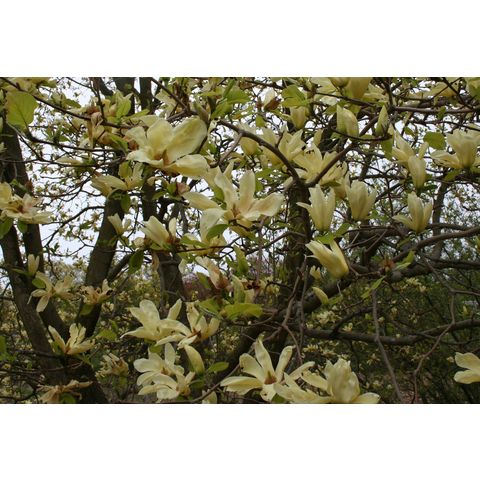 Magnolia 'Elisabeth' (M. acuminata x M. denudata)