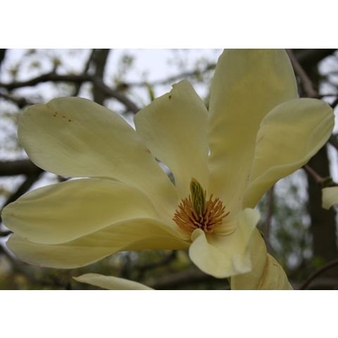 Magnolia 'Elisabeth' (M. acuminata x M. denudata)