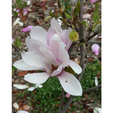 Magnolia x soulangeana 'Verbanica'