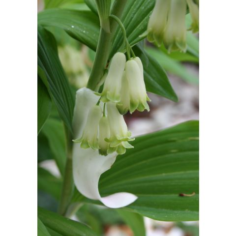 Polygonatum sp.