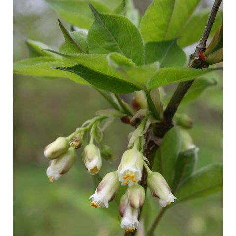 Staphylea trifolia