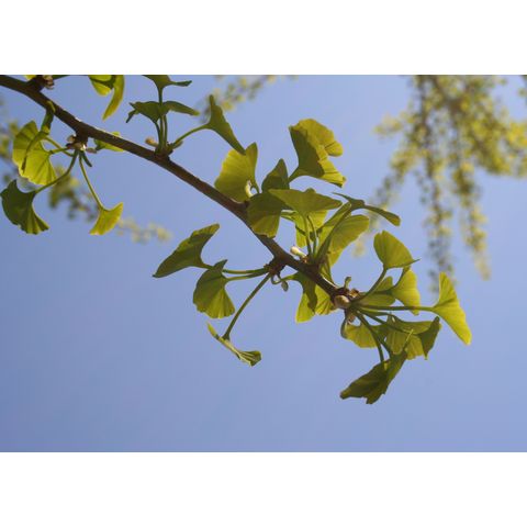 Ginkgo biloba