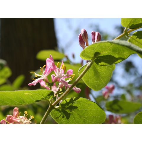 Lonicera tatarica