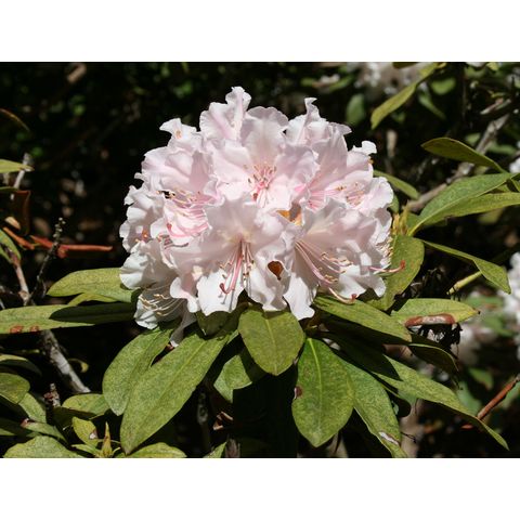 Rhododendron 'Christmas Cheer'