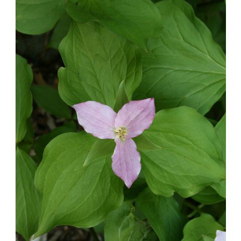 Trillium sp.