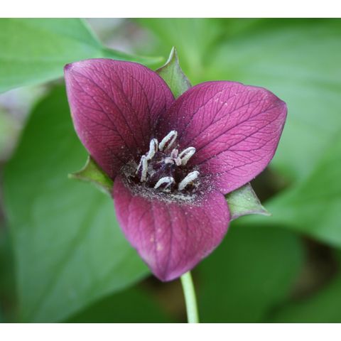 Trillium sp.