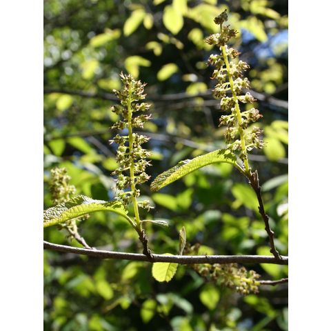 Fortunearia sinensis