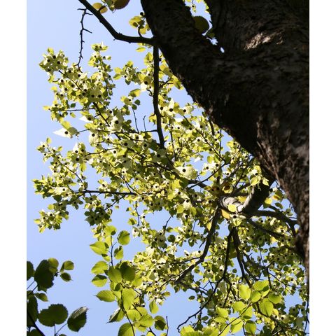 Davidia involucrata var. vilmoriniana