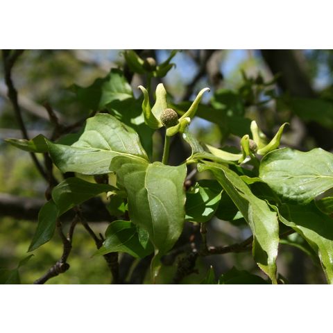 Cornus kousa