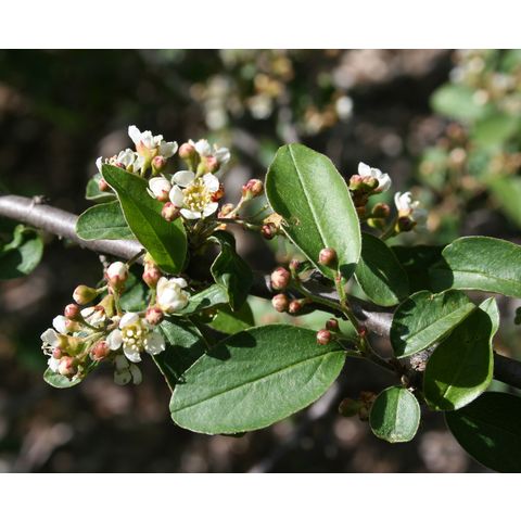 Cotoneaster racemiflorus var. veitchii