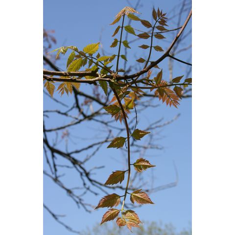 Koelreuteria paniculata 'Rose Lantern'
