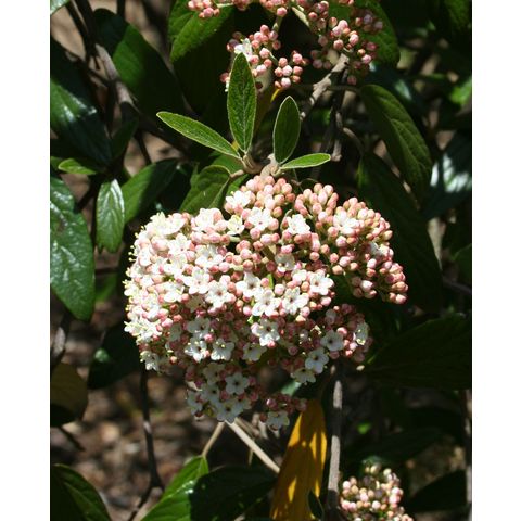 Viburnum x pragense