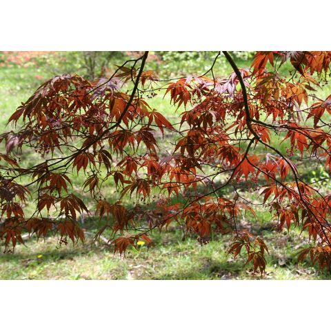 Acer palmatum 'Burgundy Lace'