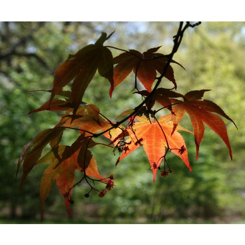 Acer palmatum f. atropurpureum