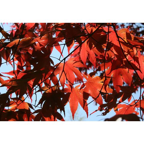Acer palmatum 'Bloodgood'