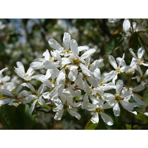 Amelanchier sanguinea