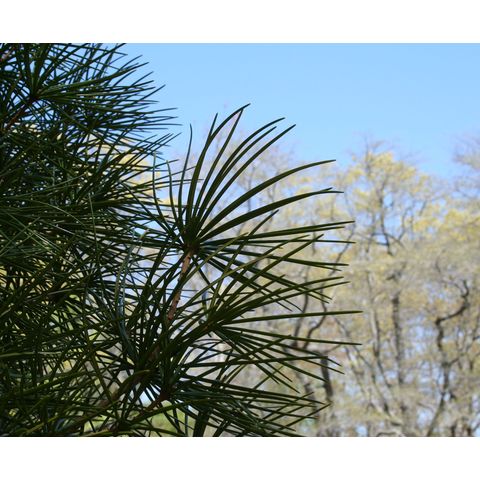 Sciadopitys verticillata