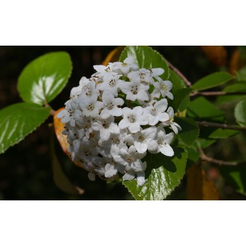 Viburnum sp.