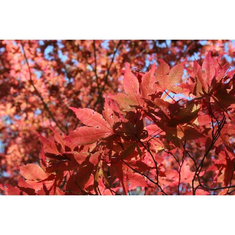 Acer sp.