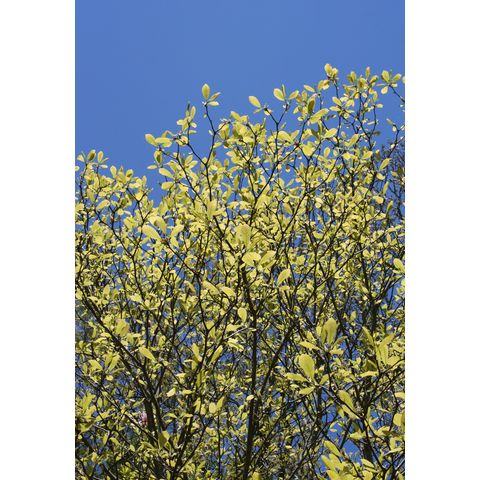 Magnolia sp., or Blue and yellow-2