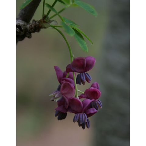 Akebia quinata, male flowers