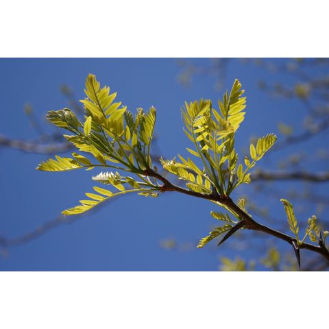 Gleditsia triacanthos