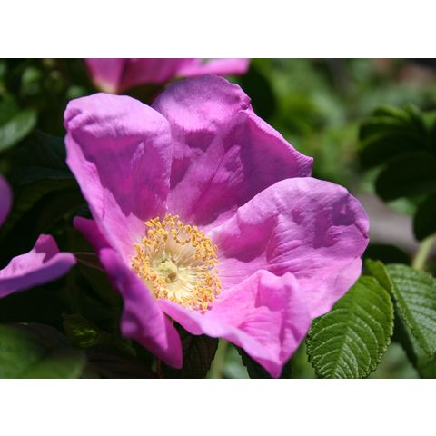 Rosa rugosa