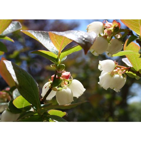 Vaccinium corymbosum