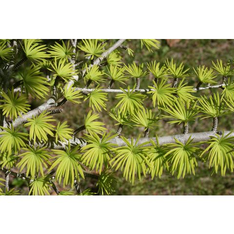 Pseudolarix amabilis