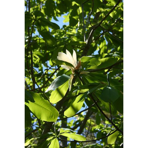 Magnolia officinalis