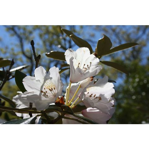 Rhododendron sp.