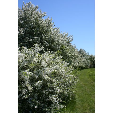Malus sp.