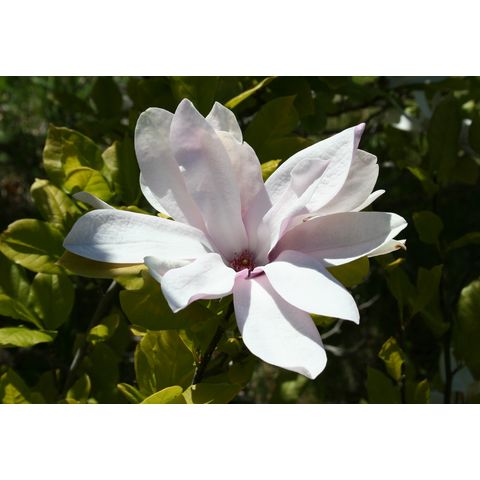 Magnolia 'Pinkie'