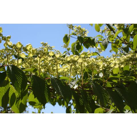 Viburnum plicatum var. tomentosum 'Mariesii'
