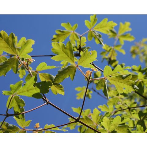 Acer griseum x Acer trifoliatum