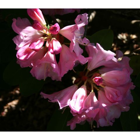 Rhododendron sp.