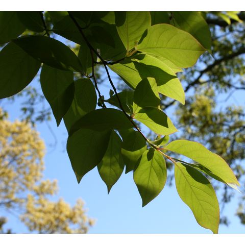 Stewartia x henryae 'Skyrocket'