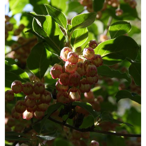 Enkiantus campanulatus